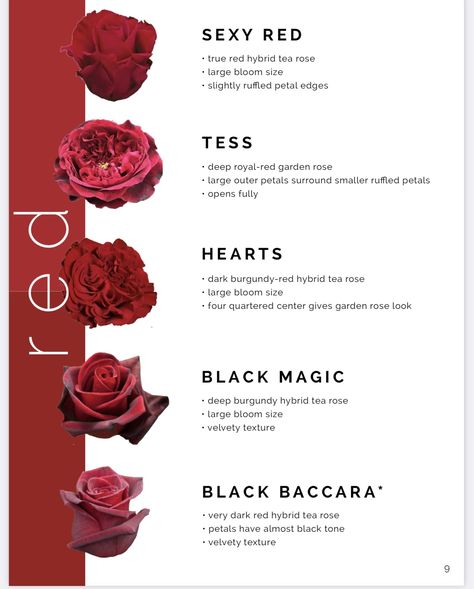 Rose Color Meanings, Rose Meaning, Floral Designs Arrangements, Different Types Of Flowers, Rose Varieties, Types Of Roses, Wedding Floral Centerpieces, Flowers Bouquet Gift, Flower Names