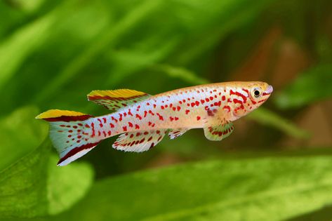 Killifish: Species, Tank Conditions, Diet and Breeding Fish Guppy, Goby Fish, Fish Keeping, Betta Aquarium, Freshwater Aquarium Fish, Angel Fish, Clown Fish, Freshwater Aquarium, Colorful Fish