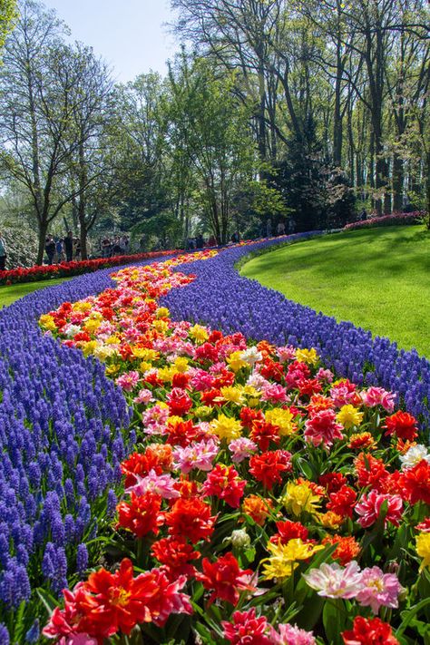 Keukenhof Gardens Netherlands, Keukenhof Garden, Keukenhof Gardens, Azaleas Garden, Gardens Of The World, Tulips Garden, Most Beautiful Gardens, Flower Landscape, Beautiful Flowers Garden