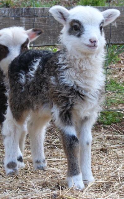 Sheep Astethic, Sheep Fursona, Sheep Aesthetic, Miniature Sheep, Shepherd Aesthetic, Sheep Girl, Mini Sheep, Natural Lawn, Sheep Cute