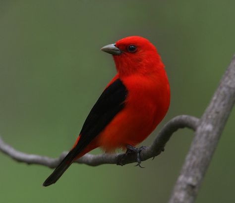 Wild Birds Photography, Birding Journal, Scarlet Tanager, Wooded Area, Mind's Eye, Backyard Birds, Tropical Birds, Bird Pictures, Red Birds