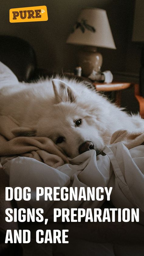 Dog pregnancy - Signs, preparation and care Dog Having Puppies, Dog Breeding Business, Pregnancy Preparation, Dog Pregnancy, Pregnant Dog, Pregnancy Signs, Dog Health, Dog Care, Pet Care