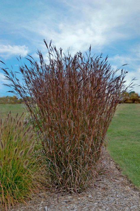 Include vertical interest in your plantings with tall ornamental grasses. Tall Grass Landscaping, Big Bluestem, Tall Ornamental Grasses, Indian Warrior, Hgtv Garden, Perennial Grasses, Fragrant Garden, Grasses Landscaping, How To Attract Birds