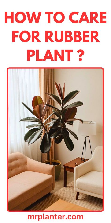 Rubber plant cuttings in water for propagation Rubber Plant Care, Propagation Tips, Plant Propagation, Rubber Plant, Growing Tips, Propagating Plants, Plant Collection, Green Foliage, Lush Green