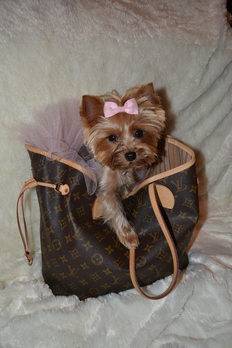 A Louis Vuitton and a Yorkie....... They just go together! Top Dog Breeds, Yorkie Terrier, Yorkie Dogs, Yorkshire Terrier Puppies, Maltese Dogs, Yorkie Puppy, Lap Dogs, Dog Biting, Poodle Puppy