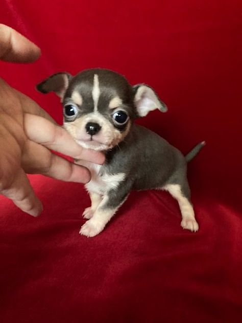 Tea Cup Chihuahua Puppies, Apple Head Chihuahua, Miniature Chihuahua, Chihuahua Breeders, Teacup Chihuahua Puppies, Cute Teacup Puppies, Chihuahua Puppies For Sale, Apple Head, Angel Babies