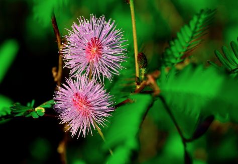 Top 7 Reasons Why Men Should Include Mimosa Pudica in Their Diet - Food & Beverage Magazine Touch Me Not Plant, Mimosa Plant, Natural Antacid, Apple Tree From Seed, Mimosa Flowers, Mimosa Pudica, Sensitive Plant, Mimosa Flower, Plant Zones