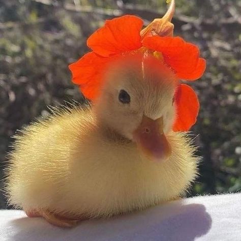 Duck Aesthetic, Animal Drawing Inspiration, Silly Animal Pictures, Duck Pictures, Aesthetic Funny, Cutee Animals, Pet Ducks, Cute Ducklings, Funny Parrots