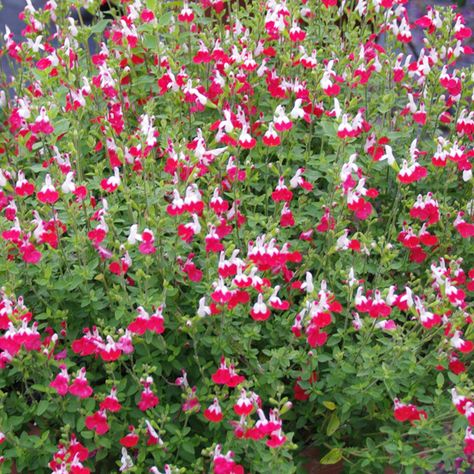 Salvia microphylla 'Little Kiss' - Small Leaf Sage - Mid Valley Trees Salvia Plants, Southern Living Plants, Garden Diary, Red And White Flowers, Perennial Shrubs, Flower Spike, Hot Lips, Small Leaf, Perennial Garden