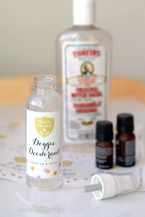 Diy Dog Spray, Dog Perfume, Stinky Dog, Dog Spray, Perfume Versace, Deodorant Recipes, Coconut Oil For Dogs, Dog Remedies, Coconut Benefits