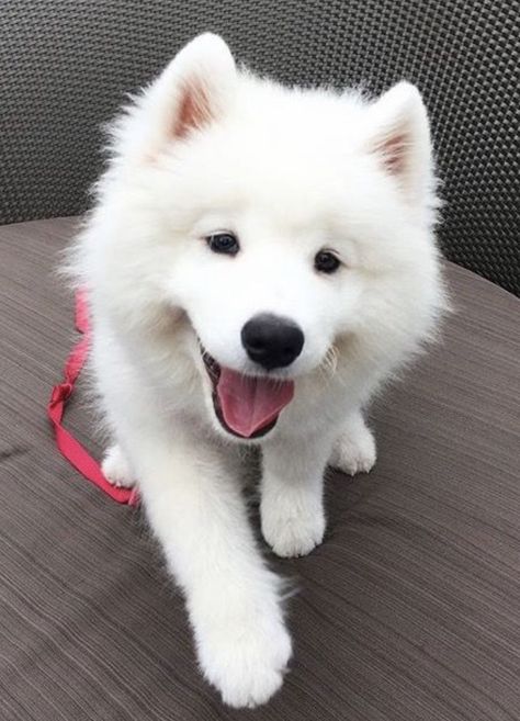 Manifestation Wallpaper, Cutest Puppy Ever, Dream Pet, Samoyed Puppy, Japanese Spitz, Samoyed Dogs, Really Cute Dogs, Goldendoodle Puppy, Cute Wild Animals