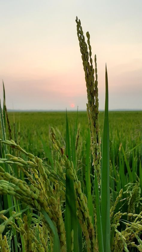 Paddy Field Aesthetic, Paddy Field Photography, Agriculture Aesthetic, Paddy Field, Photography Reference, Chemical Science, Rice Field, Wine Photography, Color Wallpaper Iphone