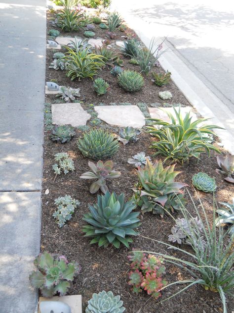 Succulents | CA Friendly http://rogersgardenslandscape.com/ Succulent Sidewalk Strip, Parkway Landscaping, Curbside Landscaping, Low Maintenance Landscape Design, Curbside Garden, Low Maintenance Landscape, Sidewalk Landscaping, Garden Front Yard, Xeriscape Front Yard