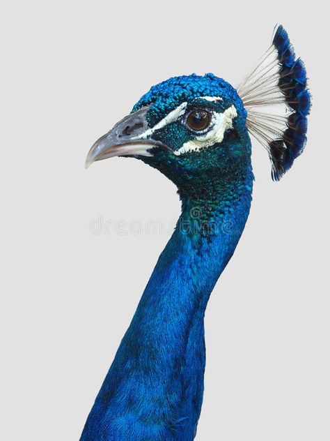 Peacock head and neck. Photo of a peacock's head and neck in profile and close u , #affiliate, #neck, #head, #Peacock, #Photo, #close #ad Peacock Head, Neck Photo, Peacock Coloring Pages, Peacock And Peahen, Neck Drawing, Peacock Drawing, Peacock Canvas, Mid Century Modern Artwork, Peacock Photos