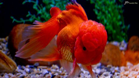 oranda goldfish | Oranda goldfish | Flickr - Photo Sharing! Giant Goldfish, Goldfish Species, Goldfish Oranda, Lionhead Goldfish, Thai Oranda Goldfish, Shubunkin Goldfish, Comet Goldfish, Veiltail Goldfish, Oranda Goldfish