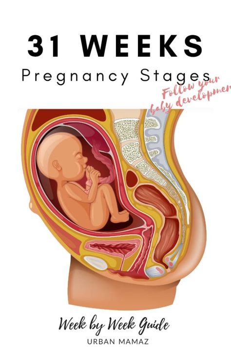 Pregnancy guide - 31 weeks. Are you pregnant? Wondering how is your baby developing? Discover your baby and pregnancy development - Week by week pregnancy guide- pregnancy trimesters, all the pregnancy stages- click here to read about 31 weeks pregnancy》 Pregnancy Development, Baby Development Chart, Body Changes During Pregnancy, Stages Of Baby Development, Diet While Pregnant, Vegan Pregnancy, Baby Development Activities, 5 Month Old Baby, 31 Weeks Pregnant