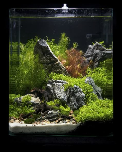 https://flic.kr/p/9fFLD1 | Nano 19 | Nano contestants at the Art of the Planted Aquarium, Hannover 2011 Riparium Aquascape, Planted Nano Tank, Cube Aquascape, Taman Air, Amazing Aquariums, Fish Tank Terrarium, Fish Tank Design, Aquascape Design, Betta Aquarium