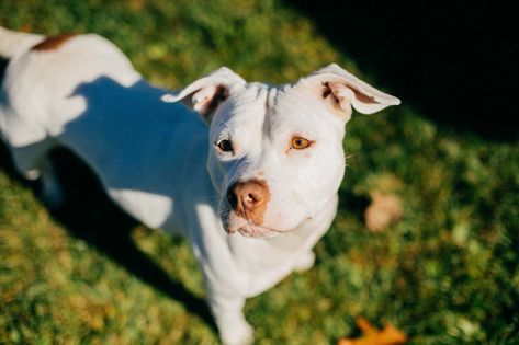 Short-haired dogs need grooming too! Learn to take care of your dog's short-haired coat with these five dog grooming tips. Stop Dog Shedding, Puppy Training Schedule, Short Haired Dogs, Dog Grooming Tips, Dog Training Classes, Dog Grooming Business, Dog Training Techniques, Grooming Tips, Dog Shedding