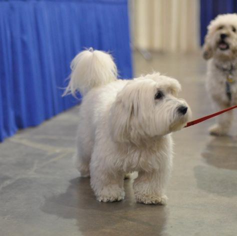 This is as short as he should ever be Cotton De Tulear Dogs, Cotton De Tulear, Irish Dog Breeds, Coton De Tulear Dogs, Dog Grooming Shop, Getting A Dog, Shepherd Dog Breeds, Dog Toy Basket, Dog Breeds List