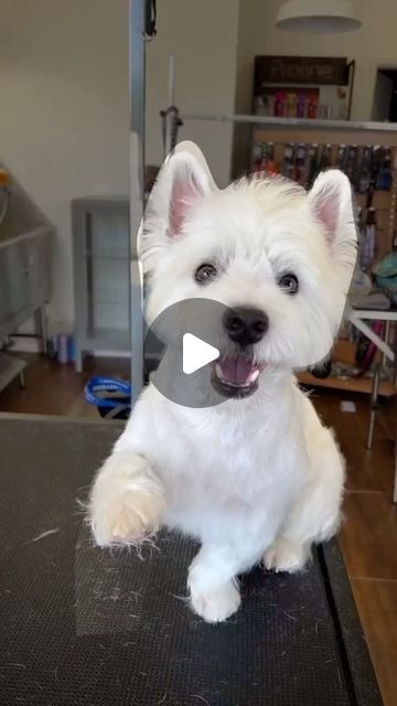 🐾 Westie ❤ on Instagram: "5 secrets to the cutest Westie puppy haircut! 🐶✂️✨ 
.
.📸 Source : Tiktok: sami_westievibes
All credit are reserved for their respective Owners
.
Pls DM for Credit or Remove.
.----------------
.
.
#irishterrier#terriermix#dogmodel#ilovemydogs#bedlingtonterrier#modeldog#westiemania#westietude#whwt" Westy Dogs, Westie Haircut, Funny Westies, Westies Dogs, Puppy Haircut, Westie Puppies, Dog Haircuts, Irish Terrier, Westie Dogs