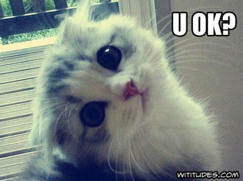 R u ok? Söt Katt, Free Cats, Silly Cats, Cat Design, Crazy Cats, Cat Pics, Rabbits, Kittens Cutest, Funny Cute