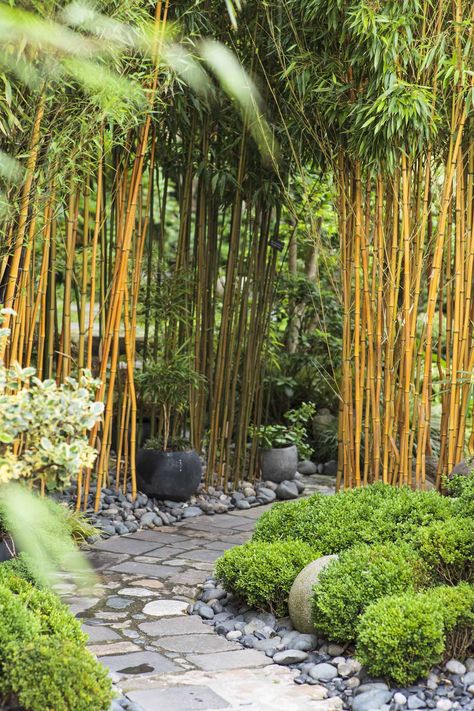 Garden With Bamboo, Modern Japanese Garden, Bamboo Landscape, Small Japanese Garden, Japanese Garden Landscape, Zen Garden Design, Pathway Landscaping, Tropical Garden Design, Japan Garden