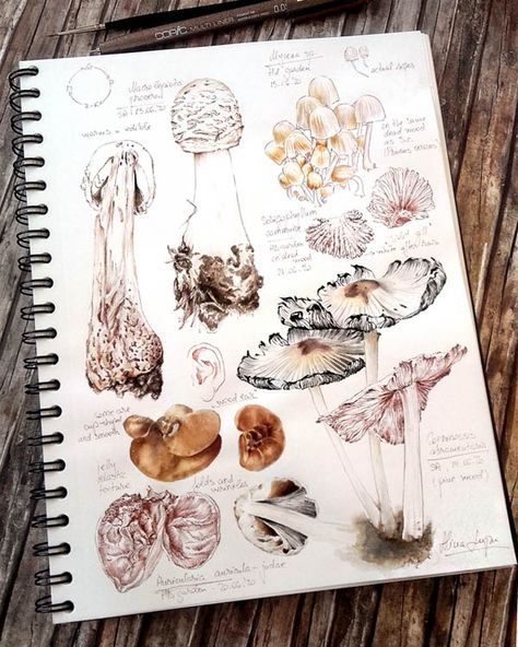 Drawings Of Mushrooms, Mushroom Project, Wood Ear Mushroom, Botanical Art Drawing, Ear Mushroom, Pen And Ink Watercolor, Watercolour Sketchbook, Botanical Journal, Botanical Sketchbook