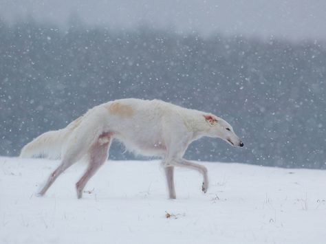 The Snow, Walking, Running, White