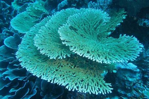 16 Amazing Types of Corals (With Pictures) - Wildlife Informer Coral Reef Plants, Coral Reef Pictures, Elkhorn Coral, Coral Pictures, Coral Reef Art, Coral Reef Ecosystem, Coral Table, Hard Coral, Ocean Plants