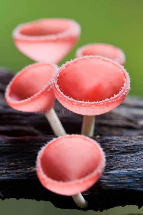 Mushroom On Tree, Feywild Aesthetic, Fungi Spores, Mushroom Project, Mushroom Tree, Beautiful Mushrooms, Mushroom Stock, Jelly Cups, Slime Mould