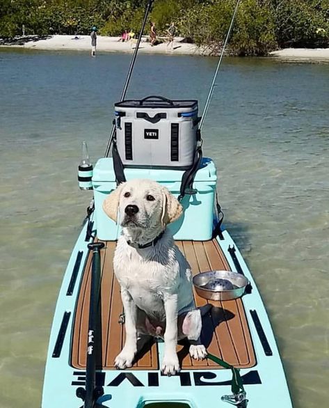 Puppy on a paddleboard (SUP)  #puppy #sup #paddleboarding Paddle Board Fishing, Kayaking With Dogs, Sup Fishing, Alana Blanchard, Sup Paddle Board, Sup Stand Up Paddle, Sup Accessories, Paddle Surfing, Standup Paddle Board