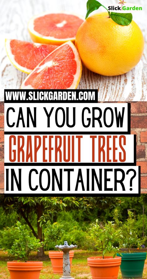 Tree In Container, Grapefruit Plant, Trees In Containers, Grapefruit Tree, Fruit Tree Garden, Space Garden, Growing Fruit Trees, Bucket Gardening, Organic Mulch