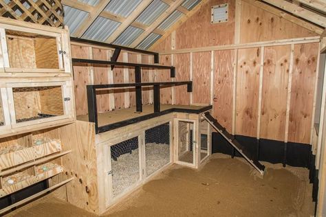 Cheap Ways To Insulate Chicken Coop, Brooder In Chicken Coop, 8x8 Chicken Coop Interior, Extra Large Chicken Coop Plans, Chicken Rabbit Coop Combo, Chicken Coop Brooder Ideas, Chicken Coop With Brooder, Poop Shelf Chicken Coop, Inside Chicken Coop Ideas