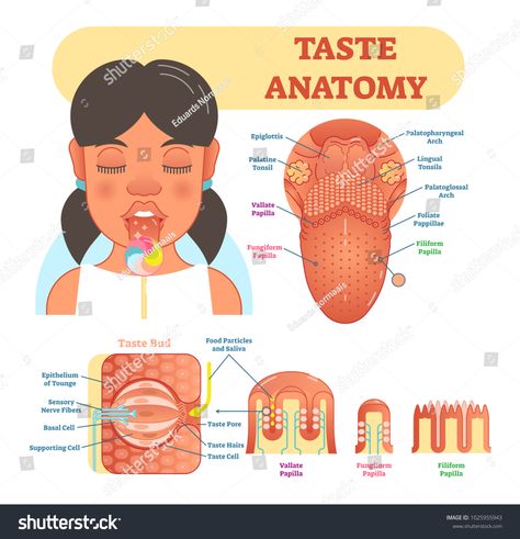 Taste anatomy vector illustration diagram, educational medical scheme with tongue, taste bud and papilla anatomy scheme.illustration#diagram#educational#Taste Tongue Taste Buds, Lingual Tonsils, Human Tongue, Dental Studio, Sensory Nerves, A Level Biology, Basal Cell, Nerve Fiber, Exam Guide