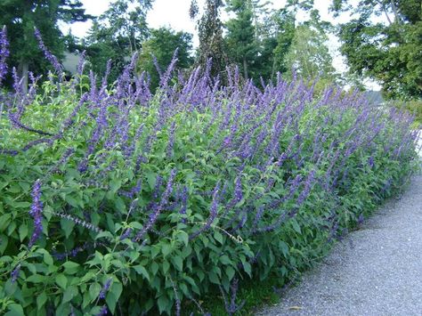 Indigo Spires Salvia Salvia Mystic Spires, Salvia Uliginosa, Screen Plants, Blue And Purple Flowers, Long Flowers, Border Plants, Herbs Indoors, Gardening Advice, Oh Yes