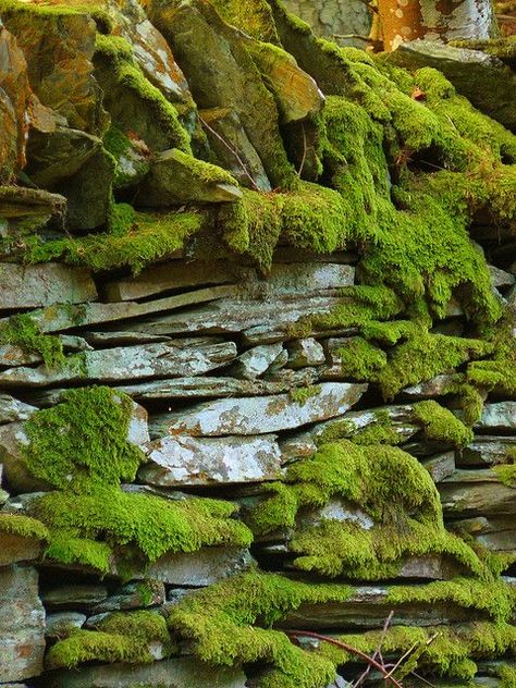 Growing Moss, Lichen Moss, Moss Plant, Moss Garden, Manx, St Johns, Rolling Stone, Alam Yang Indah, Isle Of Man