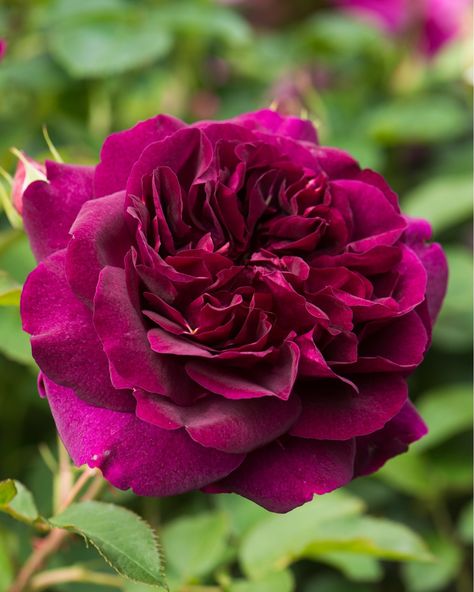 Looking for something to stand out in your garden!? Plant David Austin's 'Darcey Bussell'! These rich, deep crimson blooms have the most perfect light scent, and make great cut flowers! 🌱✨ #CoastFarms Pre-order bare root David Austin roses now on Coast Farms! Shipping all across Canada! Darcey Bussell, David Austin Roses, David Austin, Cut Flowers, Garden Plants, Pre Order, Austin, Roses, Flowers