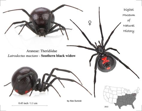 Southern Black Widow.   Y'all Spider Identification Chart, Spider Identification, Dangerous Spiders, Arachnids Spiders, Types Of Spiders, Spider Species, Pet Spider, Widow Spider, Black Widow Spider