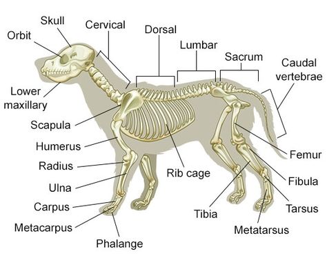 A Visual Guide to Understanding Dog Anatomy With Labeled Diagrams Vet Tech School, Veterinary Tech, Vet Tech Student, Vet Technician, Veterinary Studies, Vet Medicine, Dog Anatomy, Vet Assistant, Dog Skeleton