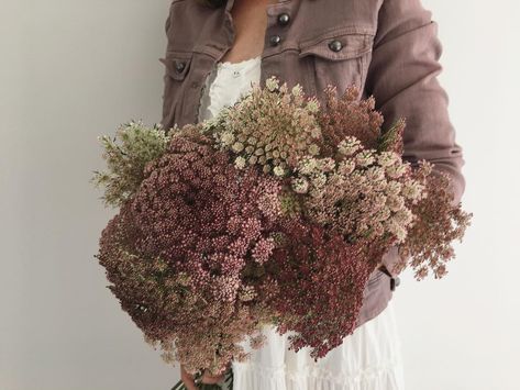 Chocolate Lace Flower, Queen Anne Lace, Chocolate Lace, Queen Anne's Lace Flowers, Daucus Carota, Shade Flowers, Queen Anne's Lace, Organic Chocolate, Cut Flower Garden