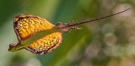 Draco lizard --Philipine Flying Dragon Flying Lizard, Rabbit Cages, Amazing Animal Pictures, Cute Reptiles, Reptiles Pet, Reptiles And Amphibians, Lizards, Zoology, Hendrix