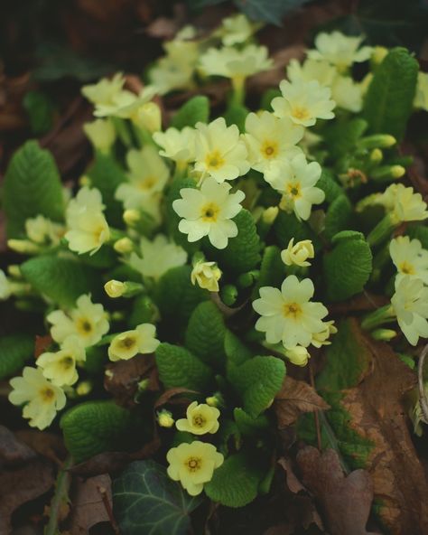 It is prime primula season. Pictured is Primula vulgaris, how beautiful! Primroses are generally great for treating respiratory issues and also symbolize the first breath of spring and vegetation season :) Primroses are long associated with unlocking, the keys to heaven (Primula veris) and opening doors to other realms and opening. #springflowers #primula #herbalmedicine #botanicalgardens #botany Primula Vulgaris, Primula Veris, Opening Doors, To Heaven, The Keys, Respiratory, Herbal Medicine, Botany, How Beautiful