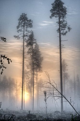 Foggy Trees, Morning Mist, Foggy Forest, Tall Trees, Lukisan Cat Air, Tree Forest, Pics Art, Beautiful Tree, 그림 그리기