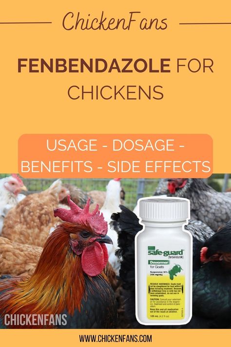 Internal parasites and pesky worms can cause significant damage to a chicken’s internal bodily functions. Deworming chickens is just part of the deal when you’re raising a flock. We took a deep dive with Dr. Cristina Vulpe (DVM) to turn her experience with farm animals into practical advice for chicken owners on how to deworm your chickens with Fenbendazole. How To Deworm Chickens, Deworming Chickens, Chicken Dewormer, Types Of Worms, Chicken Owner, Chicken Health, Chicken Base, Chicken Runs, Raising Chickens