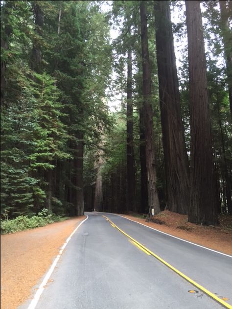 Redwood tree lined highway Tree Line Tattoo, Redwood Tree, Line Tattoo, Tree Line, Pine Trees, Line Tattoos, Country Roads, Trees, Road