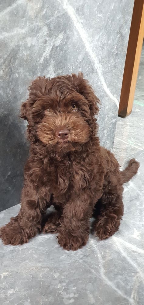 Brown Doodle Puppy, Brown Labradoodle Puppy, Chocolate Australian Labradoodle, Labradoodle Brown, Labradoodle Chocolate, Chocolate Labradoodle Puppy, Miniature Labradoodle, Brown Labradoodle, Labradoodle Miniature