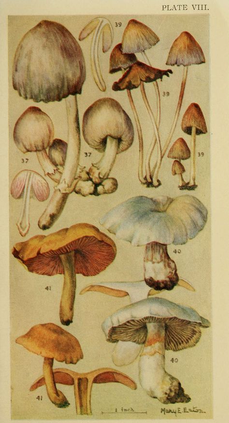 Types Of Mushrooms, Picture Collage Wall, Scientific Illustration, Arte Sketchbook, Mushroom Art, Vintage Poster Art, Vintage Diy, Botanical Drawings, Art Collage Wall