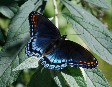 Red spotted purple Red Spotted Purple Butterfly Tattoo, Red Spotted Purple Butterfly, Purple Butterfly Tattoo, Backyard Views, Butterfly Species, Purple Butterfly, Butterfly Tattoo, The Sunshine, Beautiful Butterflies