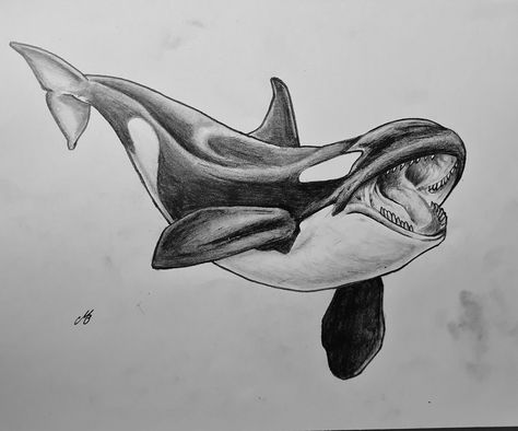 #orca #killerwhale #dolphin #animalart #animaldrawing #animalartist #drawing #seamammal #seaanimals #seacreatures #art #artist Whale Sketch, Orca Art, Whale Drawing, Orca Whale, Van Gogh Paintings, Horse Drawings, Killer Whale, Drawing For Beginners, Online Wall Art