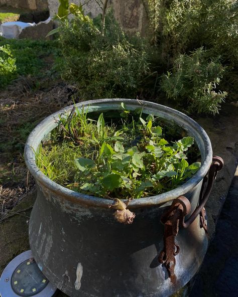 plant soup in the witches cauldron 🧙🏻‍♀️🪲🌿 White Soup, Witches Cauldron, The Witches, Wizard, Witch, Plants, On Instagram, Quick Saves, Instagram